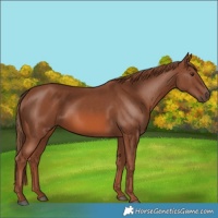 Horse Color:Chestnut 