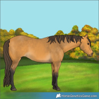 Horse Color:Buckskin 