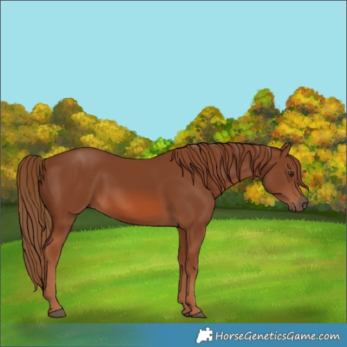 Horse Color:Chestnut 