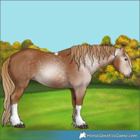Horse Color:Gray Chestnut Tobiano