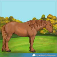 Horse Color:Unknown 