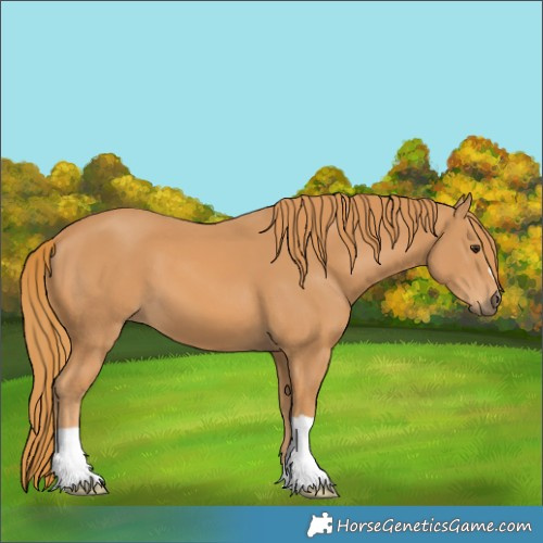 Horse Color:Unknown 
