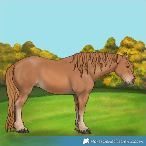 Horse Color:Unknown 