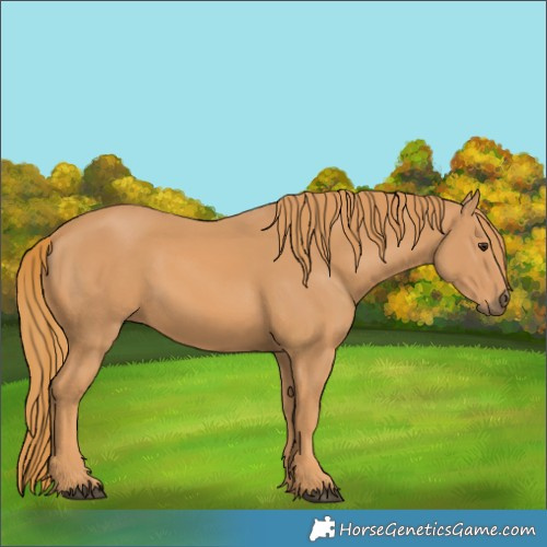 Horse Color:Unknown 