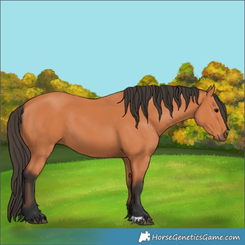 Horse Color:Unknown 