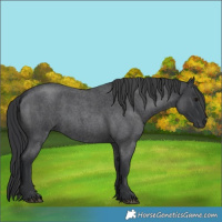 Horse Color:Blue Roan 