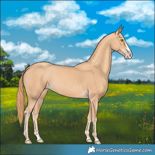 Horse Color:Gold Champagne Splash 