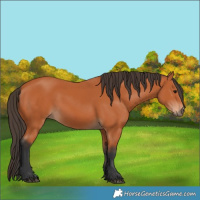 Horse Color:Unknown 