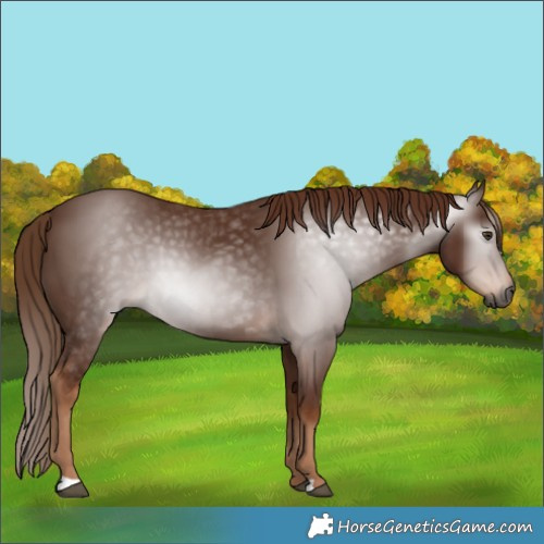 Horse Color:Gray Chestnut