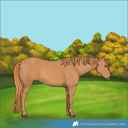 Horse Color:Chestnut Frame 