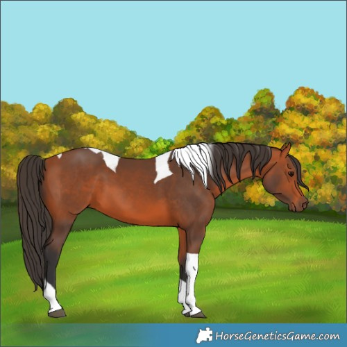 Horse Color:Bay Tobiano 