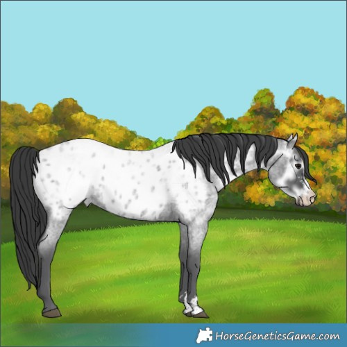 Horse Color:Blue Ice Roan Sabino Appaloosa  and Smoky Grullo Appaloosa 