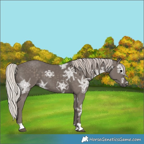 Horse Color:Silver Black Ice 