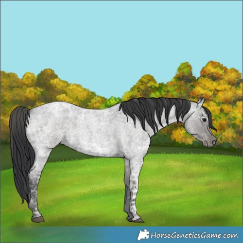 Horse Color:Blue Ice Roan 