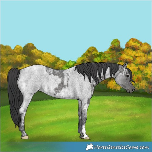 Horse Color:Black Ice  and Blue Ice Roan 