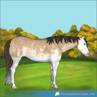 Horse Color:Buckskin Dun Sabino Splash 