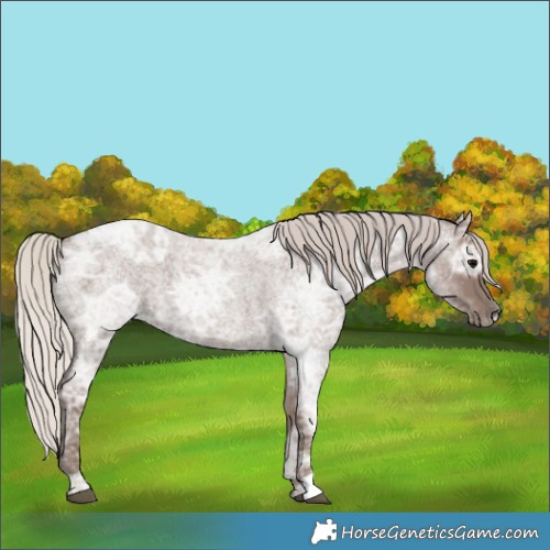 Horse Color:Silver Blue Ice Roan 