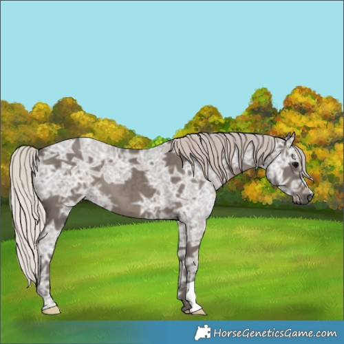 Horse Color:Silver Black Ice 