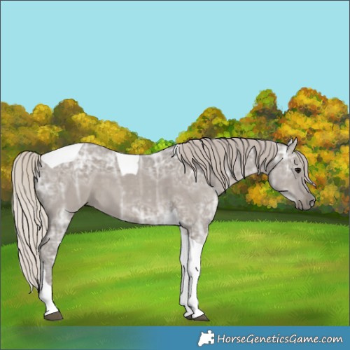 Horse Color:Silver Grullo Ice Tobiano 