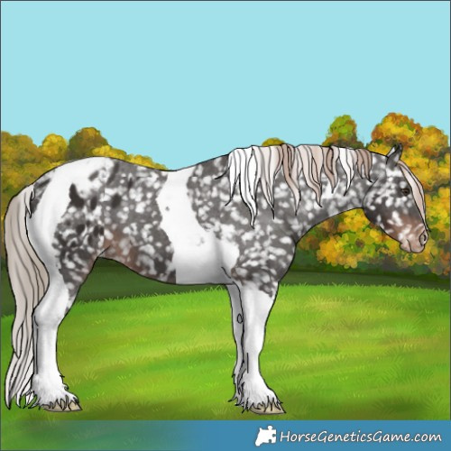 Horse Color:Liver Chestnut Tobiano Appaloosa 