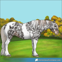 Horse Color:Liver Chestnut Tobiano Appaloosa