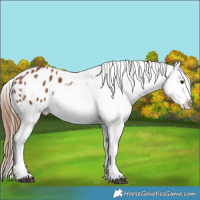 Horse Color:Chestnut Sabino Appaloosa 