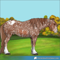 Horse Color:Chestnut Sabino Appaloosa 