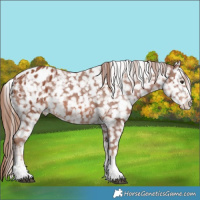 Horse Color:Chestnut Sabino Blanket 