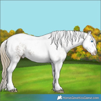 Horse Color:Liver Red Dun Sabino Splash Tobiano Appaloosa 