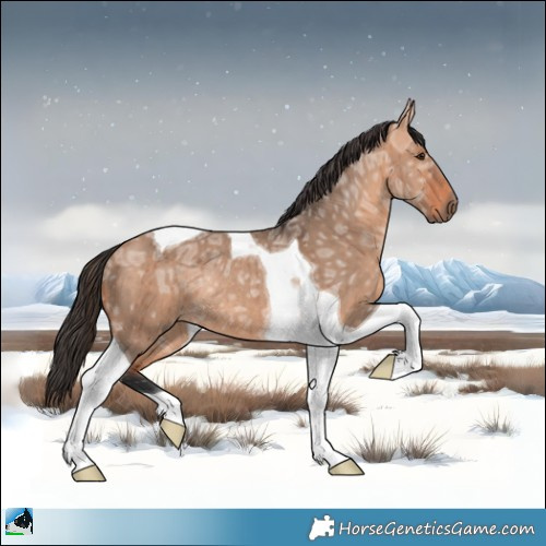 Horse Color:Bay Ice Dun Mushroom Tobiano Rabicano Brindle 