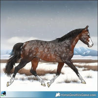 Horse Color:Bay Ice Rabicano 