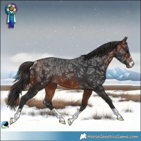 Horse Color:Bay Ice Rabicano