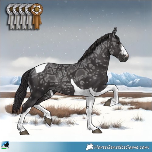 Horse Color:Smoky Black Ice Tobiano Rabicano 