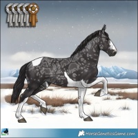 Horse Color:Smoky Black Ice Tobiano Rabicano