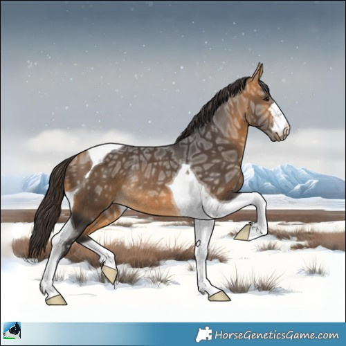 Horse Color:Buckskin Ice Tobiano Rabicano