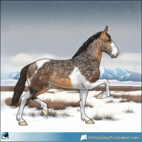 Horse Color:Buckskin Ice Tobiano Rabicano 