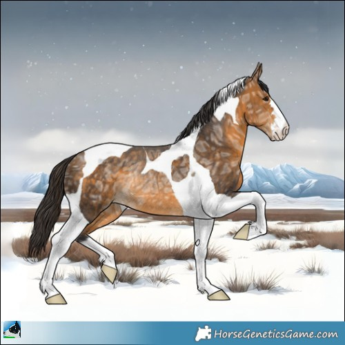 Horse Color:Buckskin Ice Tobiano Rabicano