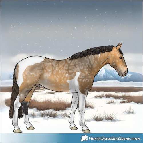 Horse Color:Buckskin Ice Tobiano Rabicano 