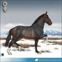 Horse Color:Brown Rabicano
