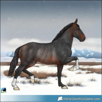 Horse Color:Brown Rabicano 