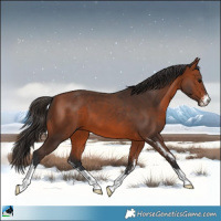 Horse Color:Bay Sabino 