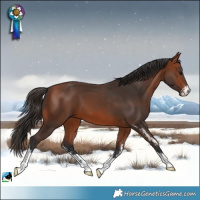 Horse Color:Bay Sabino 