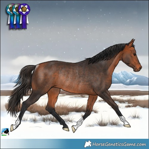 Horse Color:Bay Rabicano 