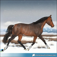 Horse Color:Bay Rabicano 