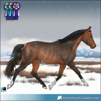 Horse Color:Bay Rabicano