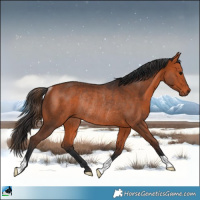 Horse Color:Bay Rabicano