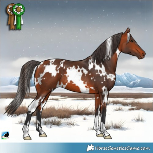 Horse Color:White Spotted Bay 