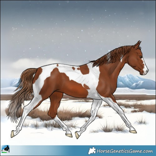 Horse Color:Chestnut Tobiano