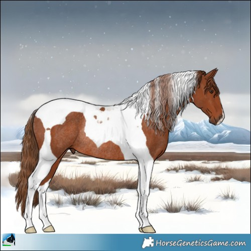 Horse Color:Chestnut Tobiano Rabicano 