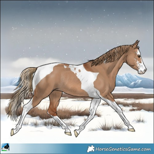 Horse Color:Red Dun Sabino Tobiano Rabicano